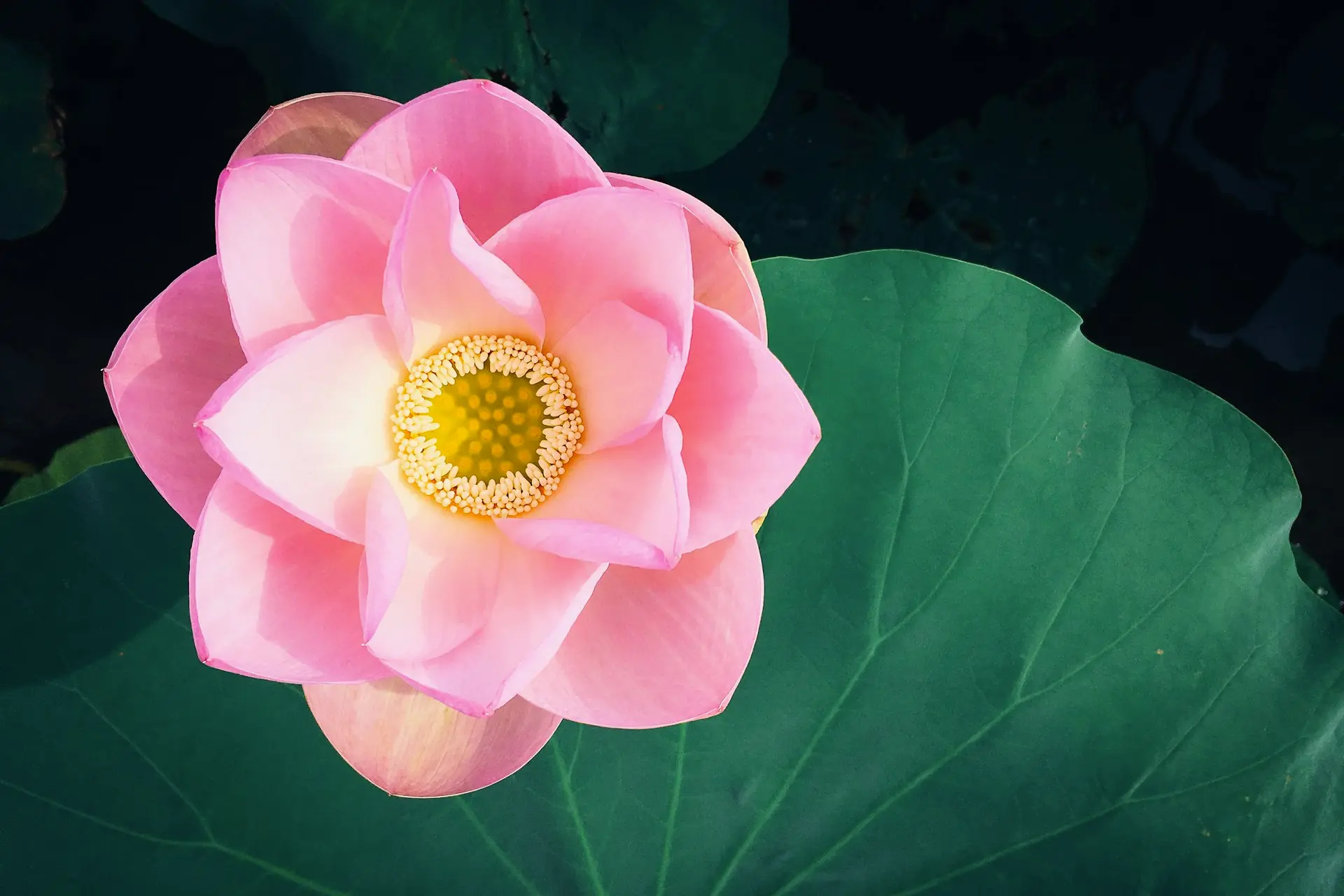 closeup photo of pink petaled flower